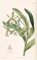 Epidendrum cristatum (som syn. Epidendrum raniferum)